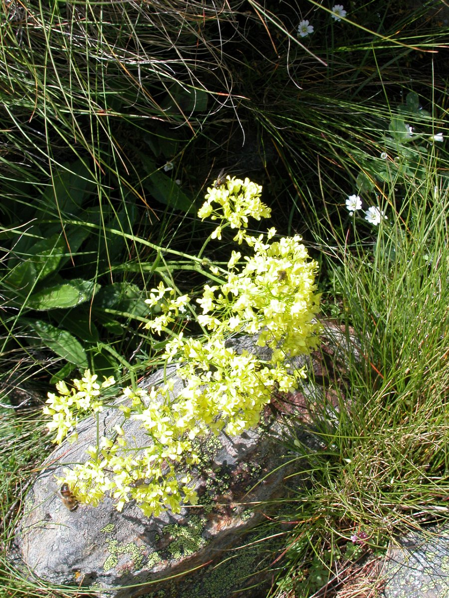 DSCN6510.JPG - Am Wegesrand entdeckte Blumenpracht.