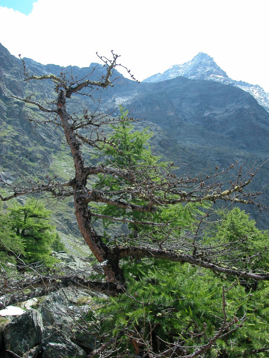 DSCN6515.JPG - Auf dem Weiterweg zur Domhütte.