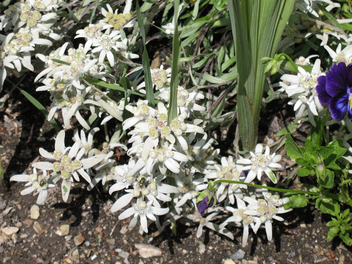 IMG_3531.JPG - In einem Vorgarten entdeckt. Kultivierte Edelweiss im Überfluss.