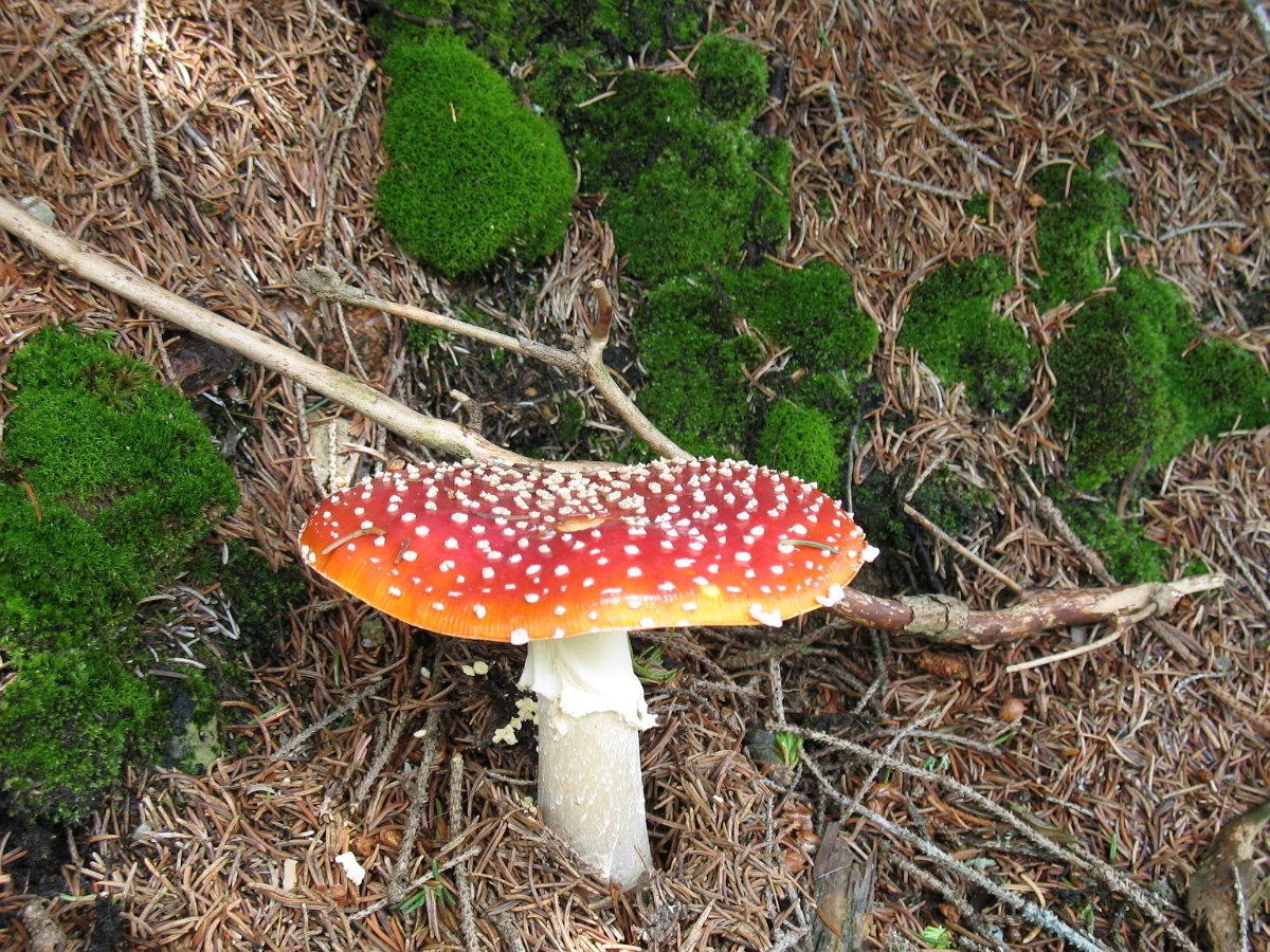 IMG_3809.jpg