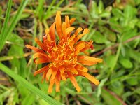 IMG_3697_a