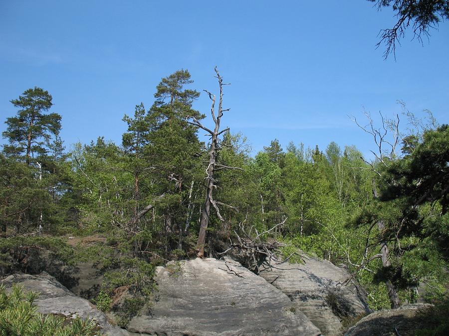 IMG_7905.JPG - Auch das kann ein schöner Anblick sein. Einige Bäume haben es schwer mit dem Leben auf dem Sandstein.